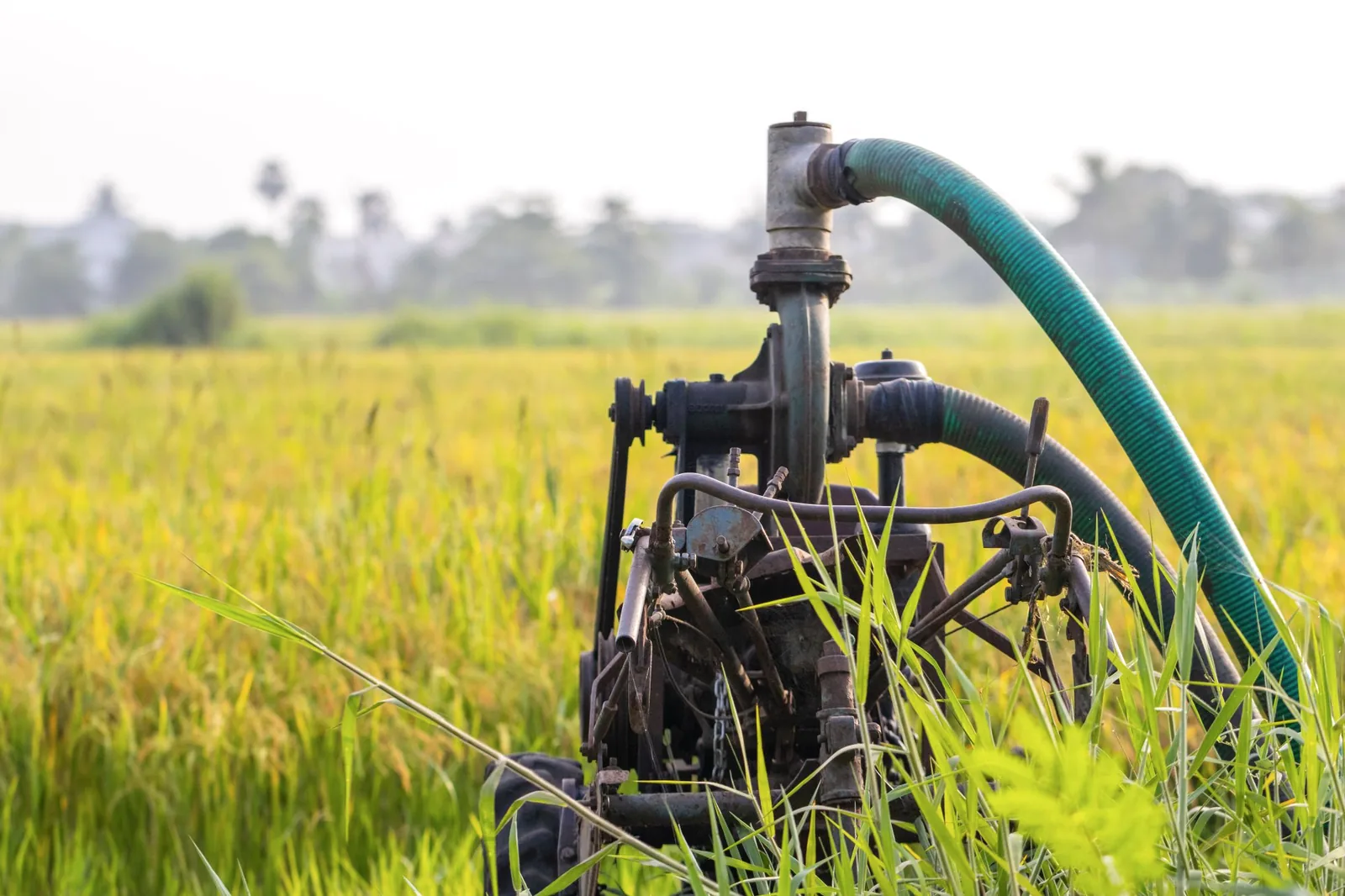 A water pump connected to a green delivery hose, standing in long grass at the edge of a field